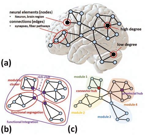 The Representations Of Large Scale Network Features A Brain Networks Download Scientific