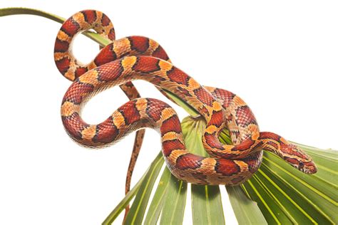 Red Rat Snake Everglades National Park Florida Florida Landscape