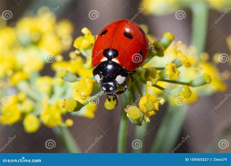 Ladybug Eating Pollum Stock Image Image Of Beauty Insect 159365227