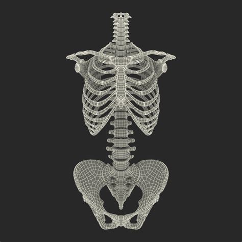 Female Torso Skeleton 3d Obj