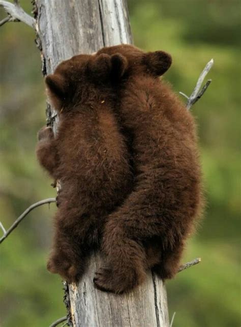 Bear Cubs Cute Animals Pinterest