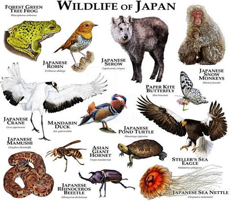 Mammals Of Japan Pets Lovers