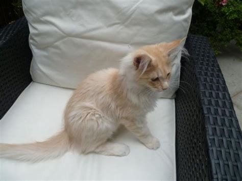 Are you getting ready to adopt a new kitty? adorable maine coon kitten for adoption- 4 months old for ...