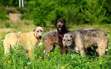 Irish Wolfhound Puppies Facts Size Temperament Price And More