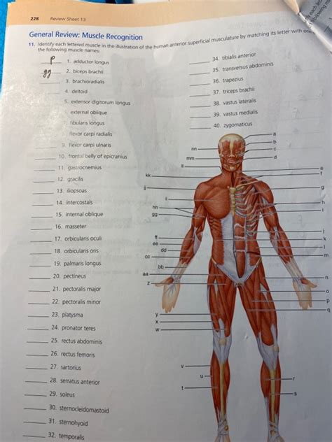 Solved Each Le Lowing 11 Identify Each Lettered Muscle In Chegg Com