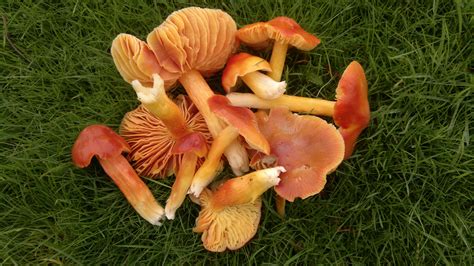 Mushrooms And Toadstools Whats The Difference Galloway Wild Foods