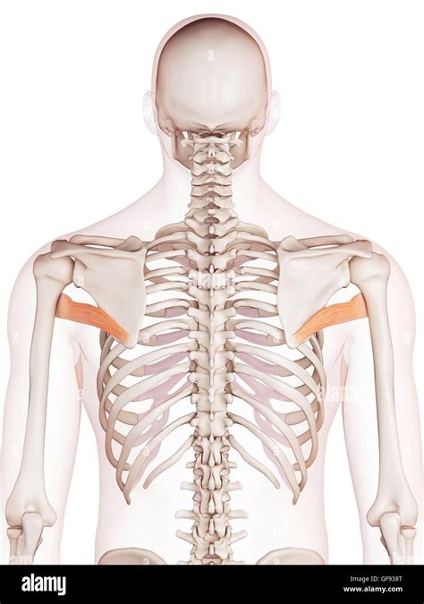 Human Back Muscles Illustration Stock Photo Alamy