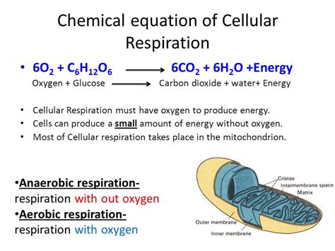 Powers life processes, in order to do any life processes you need atp what is the overall chemical equation for cellular respiration? Spice of Lyfe: Chemical Equation For Cellular Respiration