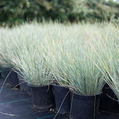 Blue Oat Grass For Sale Online The Greenhouse