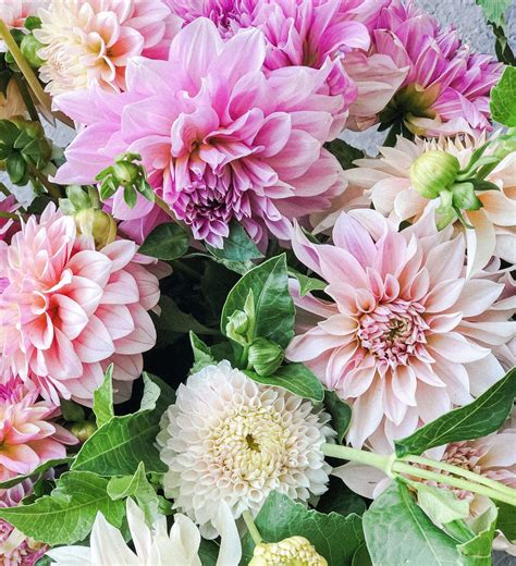 A Beginners Guide To Growing Dahlias In 2021 Growing Dahlias Flower