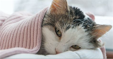 Read kucing belang tiga from the story tentang tanya dalam tanda by atikribo (atik r. Mengetahui 10 Tanda Tanda Kucing Akan Mati