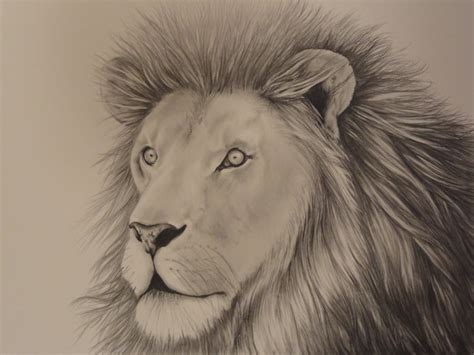 Drawing a lion is one of the activities that are in great demand both adults and children. 17+ Lion Drawings, Pencil Drawings, Sketches | FreeCreatives