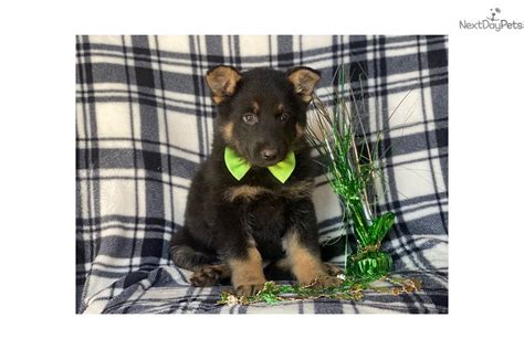 Get a boxer, husky, german shepherd, pug only 3 males left, the rest have already been adopted. Ky: German Shepherd puppy for sale near Lancaster ...