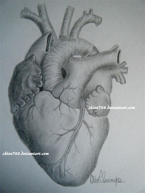The Human Heart By Chloe748 On Deviantart