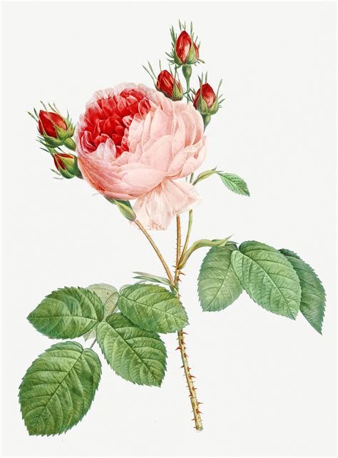 Flower Rose Vintage Art Free Stock Photo Public Domain Pictures