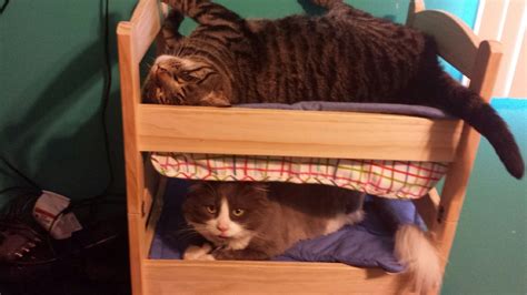 19 Cats Who Understand Doll Beds Were Invented Just For Them