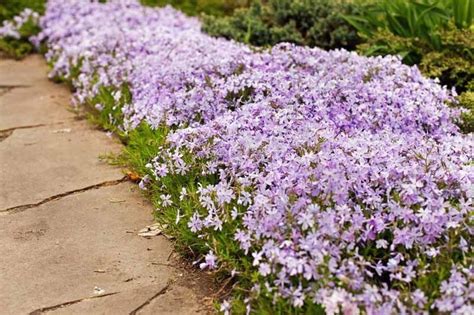 How To Grow And Care For Creeping Phlox Gardeners Path 1000