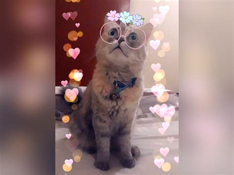 Snapchat Users Can Now Include Their Cats In Snaps Thanks To New