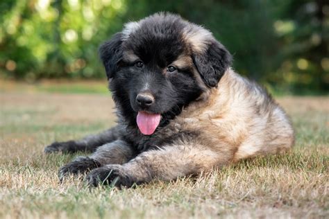 Estrela Mountain Dog Breed Info Pictures Traits And Facts Hepper