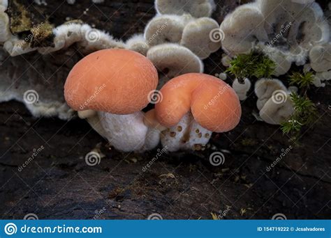 Pink Venous Fungus Rhodotus Palmatus Growing On The Dead Trunk Of A
