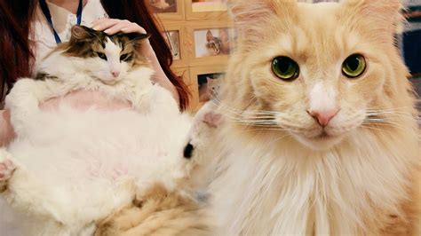 This list does not include the cat cafe or owl cafe because of the questionable treatment of animals at these facilities. Tokyo Cat Café Neko Jalala in Akihabara - YouTube