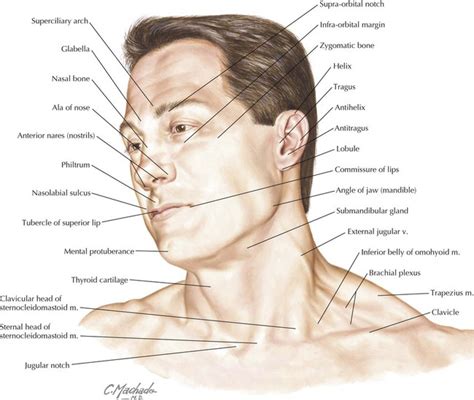 Anatomical Landmarks Of The Face