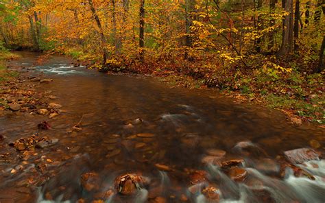Photo Autumn Stream Nature Forests Stone