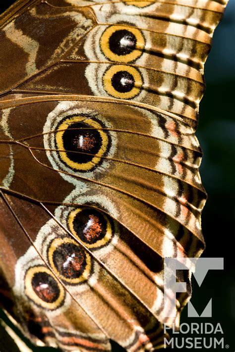 Butterflies Of The Rainforest Exhibit Id Guide Artofit
