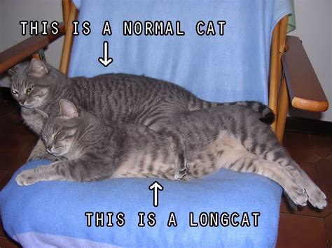 Researchers have shown feline intelligence to include the ability to acquire new behavior that applies. Nomal Cat vs Long Cat | Funny Cat Pictures