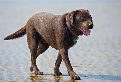 Any dog can be fat. Common Health Problems for Popular Dog Breeds
