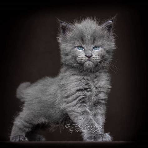 Myths, legends and lore surround the maine coon cat. Maine Coon Kittens 20+ Photos of Who Look Like Majestic ...