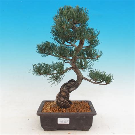 E Bonsai Outdoor Bonsai Pinus Parviflora Glauca Pine