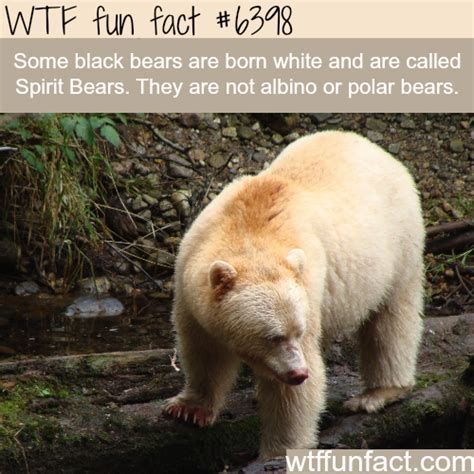 Wtf Facts Funny Interesting And Weird Facts Fun Facts