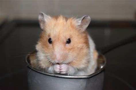 10 Facts About Syrian Hamsters That You Should Know Thepetfaq
