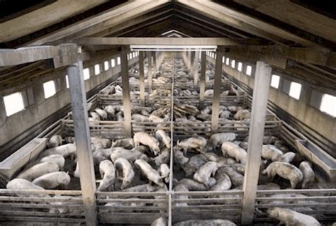 Cafos Concentrated Animal Feeding Operations