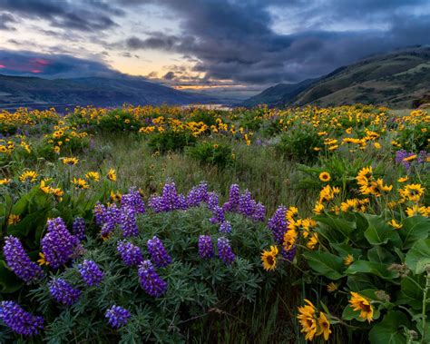 Spring Landscape Yellow And Blue Wild Flowers North America Columbia