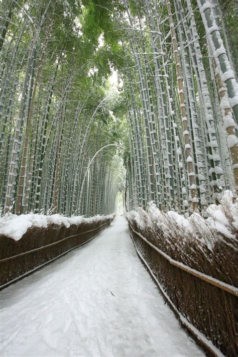 Kyoto Arashiyama Bamboo Grove Snowy Landscape Japan Pinterest