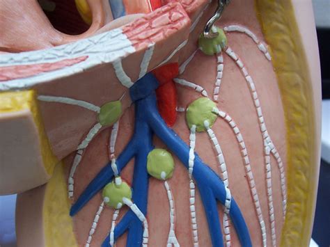 Groin is made of multiple ligaments, muscles, and tendons which fuse together in the pubic bone. Inguinal lymph nodes | Flickr - Photo Sharing!