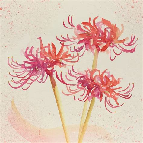 Red Spider Lily Lilies Drawing Abstract Flower Art Red Spider Lily