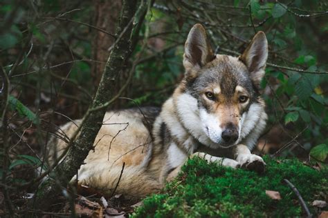 Do Wolf Dog Hybrids Make Good Pets Pethelpful