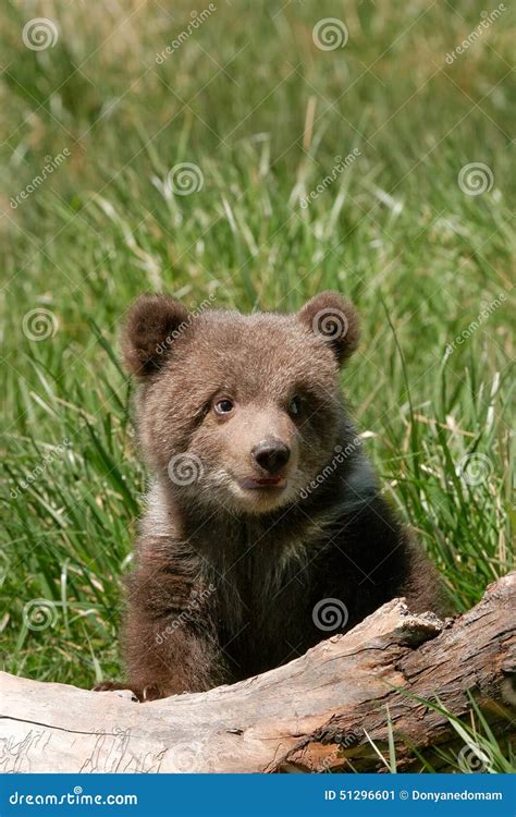 Grizzly Bear Cub Sitting On The Log Stock Image Image Of Head States