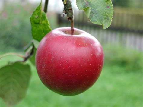 Filebig Red Apple Wikimedia Commons