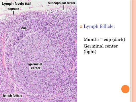 Ppt Histological Structure Of Lymphoid Organs Powerpoint Presentation