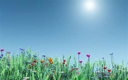 Spring Flowers Clipart Backgrounds Clip Wallpapers Resolution