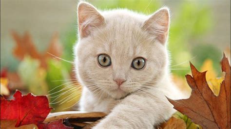 Cute White Cat Wallpapers For Desktop Wallpaper Cave