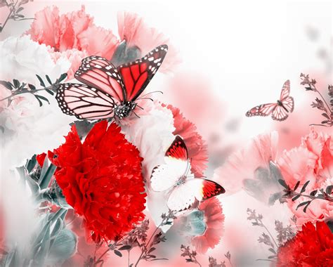 4k Butterflies Carnations Hd Wallpaper Rare Gallery