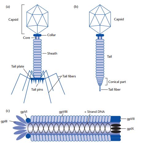The diagram below at right shows a virus that attacks bacteria, known as the lambda bacteriophage, which measures roughly 200 nanometers. Example of Bacteriophages (Bacterial viruses) | Tatuajes