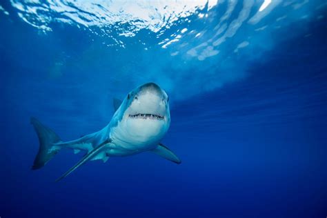 One Shark Super Fan Will Get 1000 To Watch Shark Week This Summer