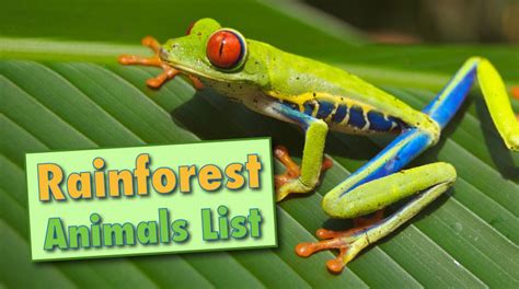 Tropical rainforests are rainforests in the tropical regions of the world. Rainforest Animals List With Pictures, Facts & Links to ...