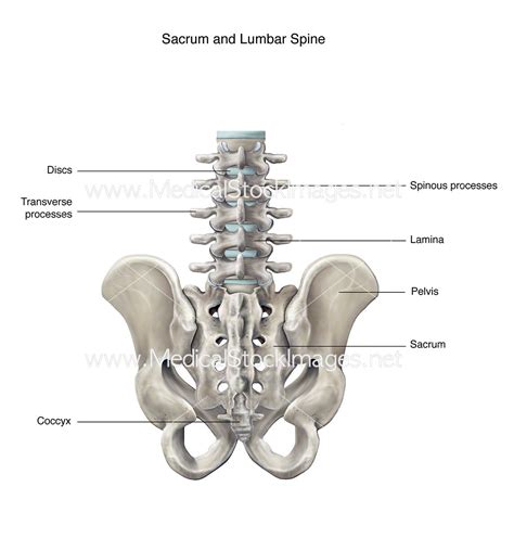 Lumbar And Sacra Plexi Pelvis Anatomy Medical Illustration Anatomy